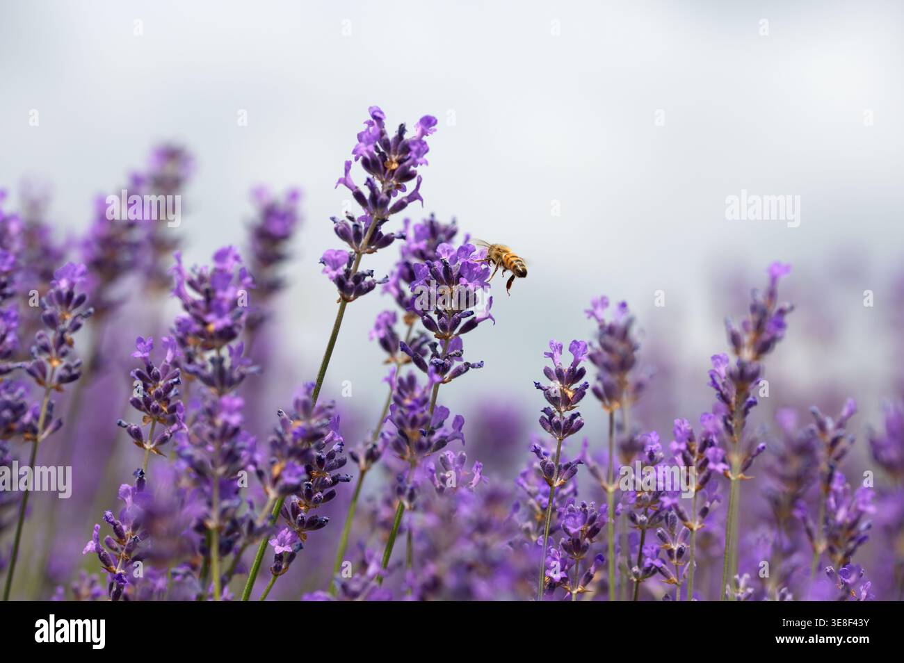 Foto ravvicinata di un fiore di lavanda in fiore con un'ape (ape da miele o bumblebee) che riposa nelle vicinanze. Foto macro di livello moderato con una superficie superficiale Foto Stock