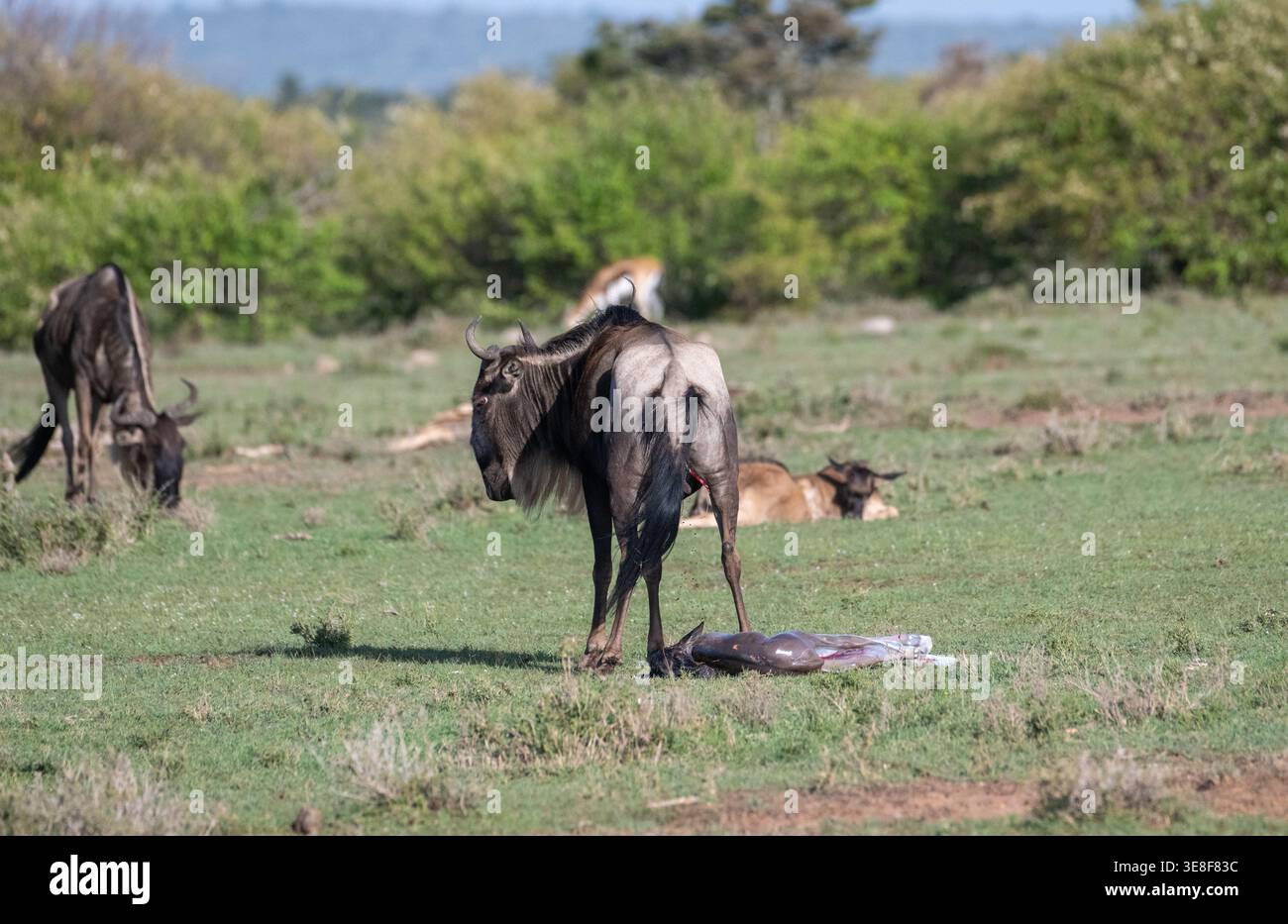 gnu Brindled o gnu gnu (Connochaetes taurinus), madre che dà alla luce e neonato, momento effettivo della nascita, 11 minuti dopo il vitello poteva stare in piedi. Foto Stock
