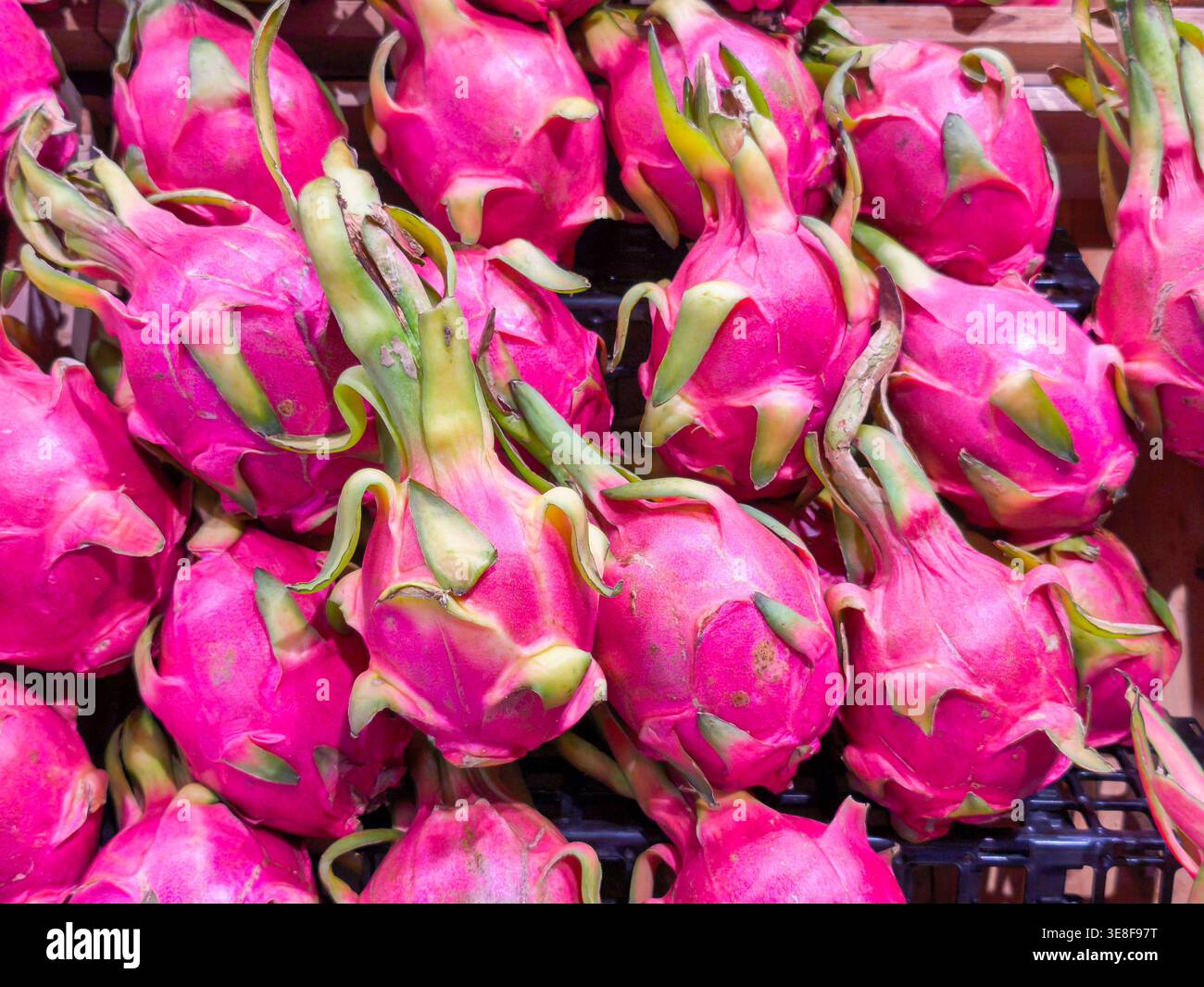 vivace mucchio di frutta fresca rosa del drago, che mostra la loro pelle esotica e le scaglie verdi. Ideale per sfondi di cibo salutare e temi di frutta tropicale. Foto Stock