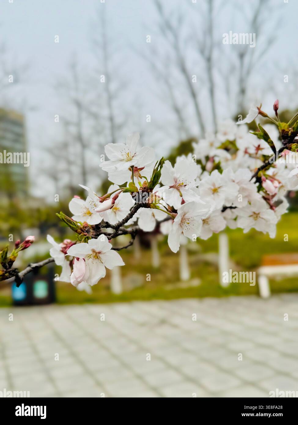 Primo piano dei fiori di ciliegio bianco (Sakura) che fioriscono su una diramazione in un parco pubblico di Nantong, Cina. Morbida scena floreale primaverile con effetto bokeh. - Immagine stock catturata con smartphone