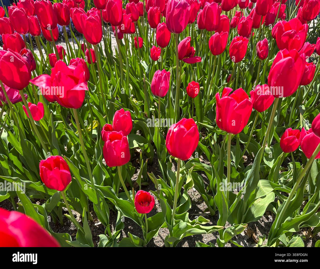 Un letto da giardino di tulipani rossi in primavera Foto Stock