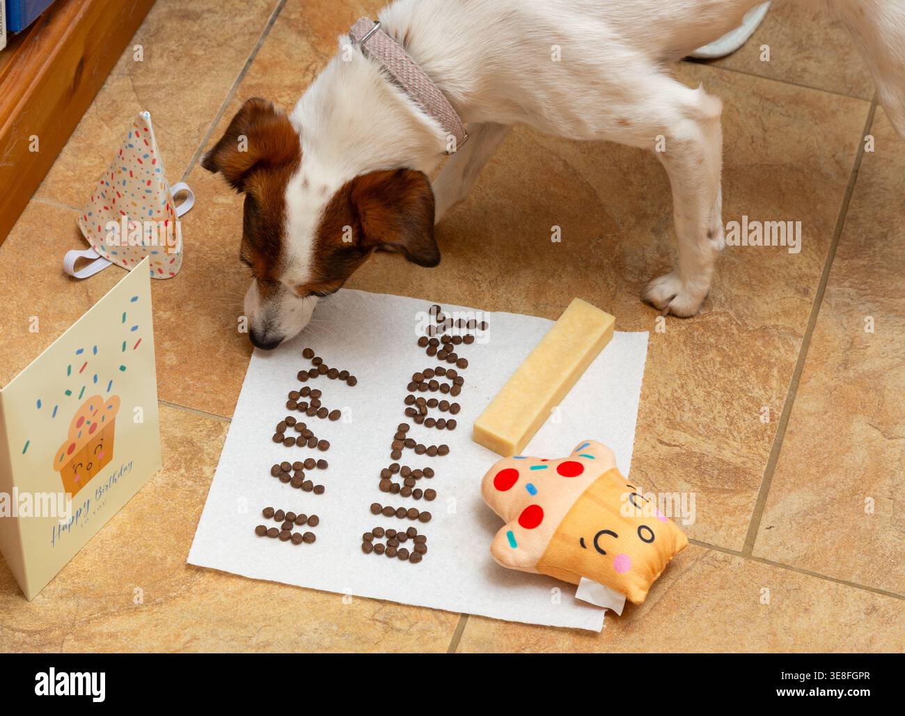 Una festa di compleanno per un certo Jack Russell Terrier. Il cane sta mangiando un regalo organizzato per scrivere "COMPLEANNO" su un asciugamano da cucina. Foto Stock