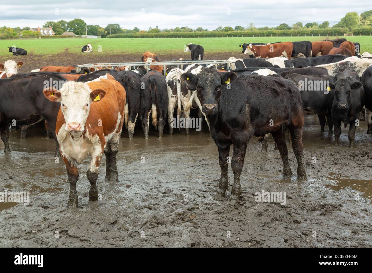 Una mandria di bovini, vacche da latte, in un campo molto fangoso di una fattoria Foto Stock