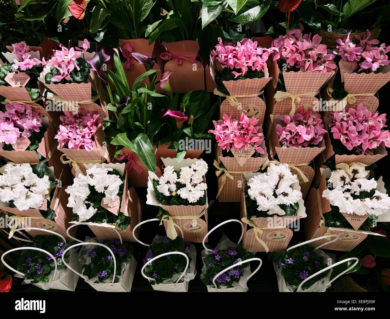 Piante di ciclamino disposte in scatole regalo decorative in negozio. Composizione floreale romantica per celebrazioni, festività e concetto di regalo. Foto Stock