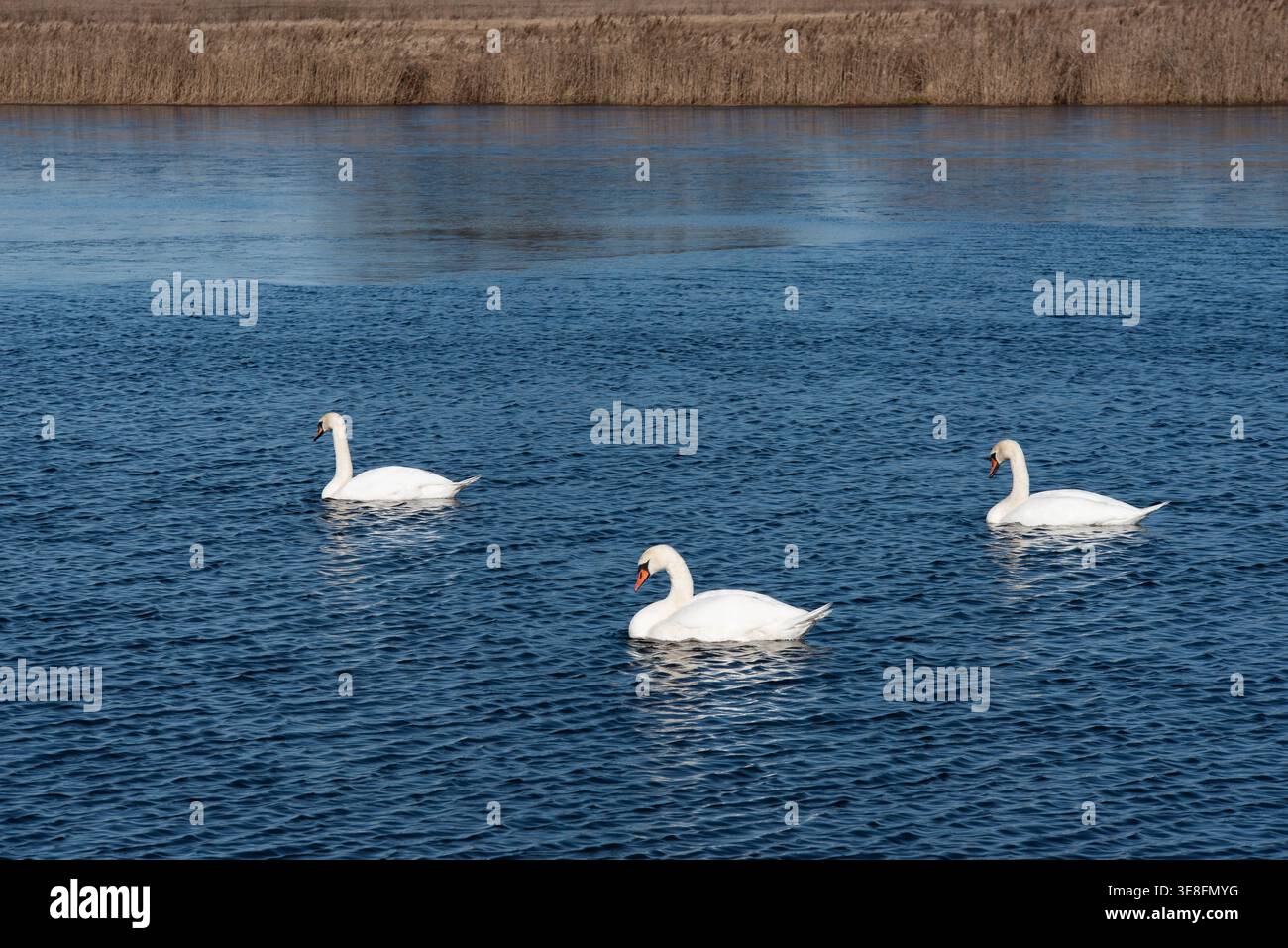 Tre cigni bianchi che nuotano graziosamente su un lago blu con delicate increspature, con alte canne marroni sullo sfondo sotto la luce naturale. Foto Stock