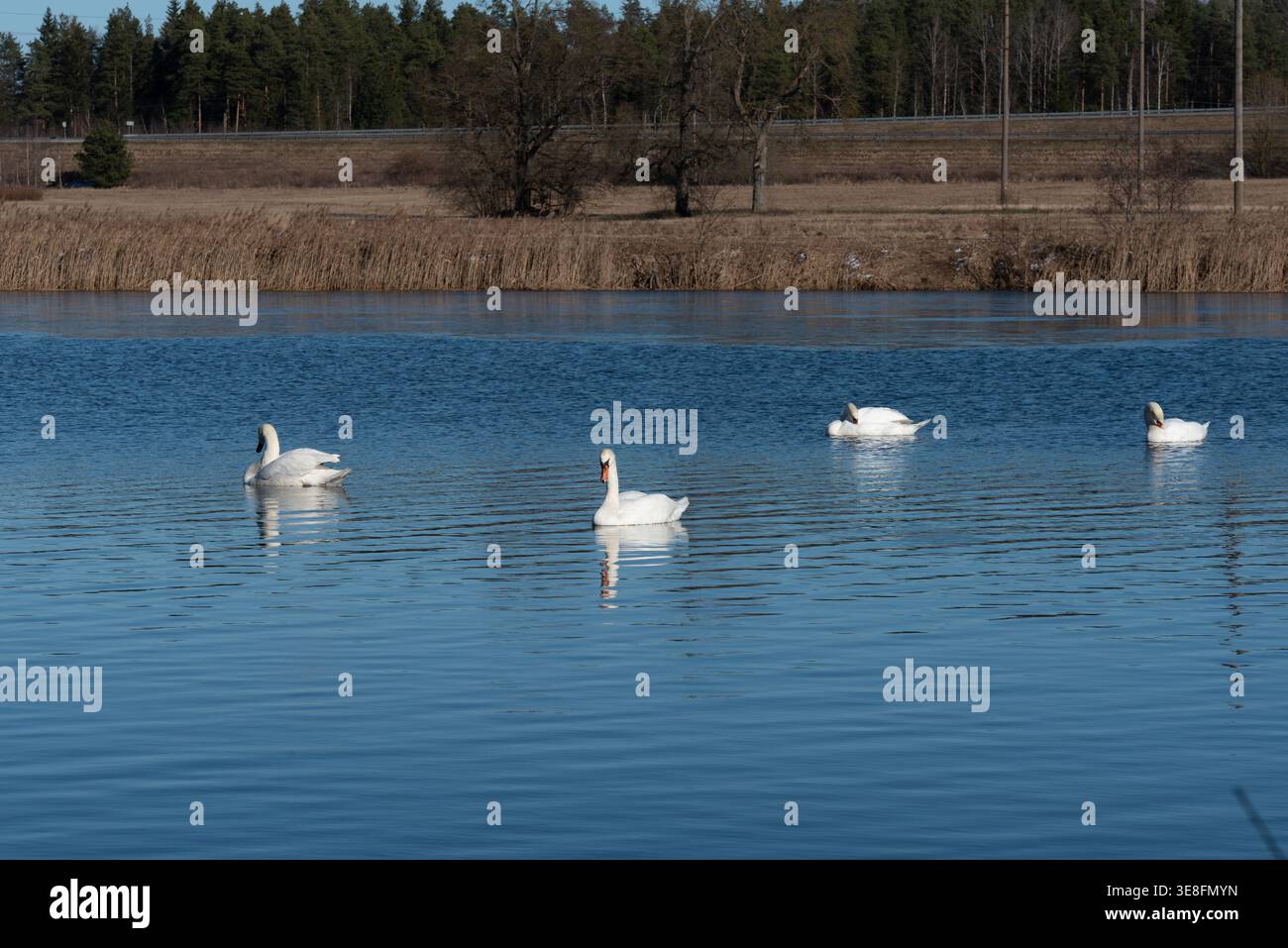 Quattro cigni bianchi nuotano graziosamente su un lago blu calmo, che si riflette sull'acqua, circondato da canne e un paesaggio rurale sullo sfondo. Foto Stock