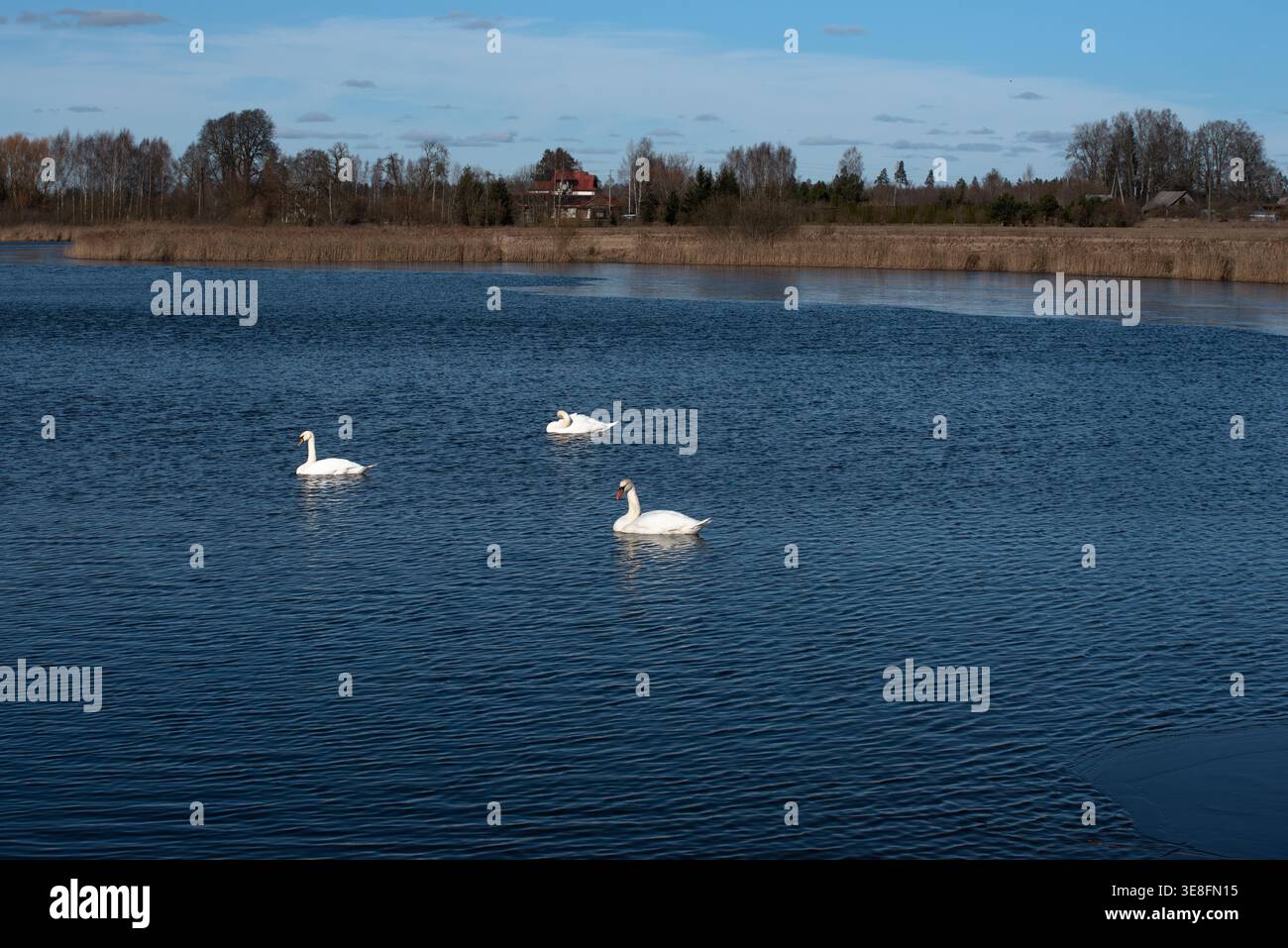 Tre cigni bianchi che nuotano su un lago blu calmo con dolci increspature, circondati da canne e da un paesaggio rurale sotto un cielo parzialmente nuvoloso. Foto Stock