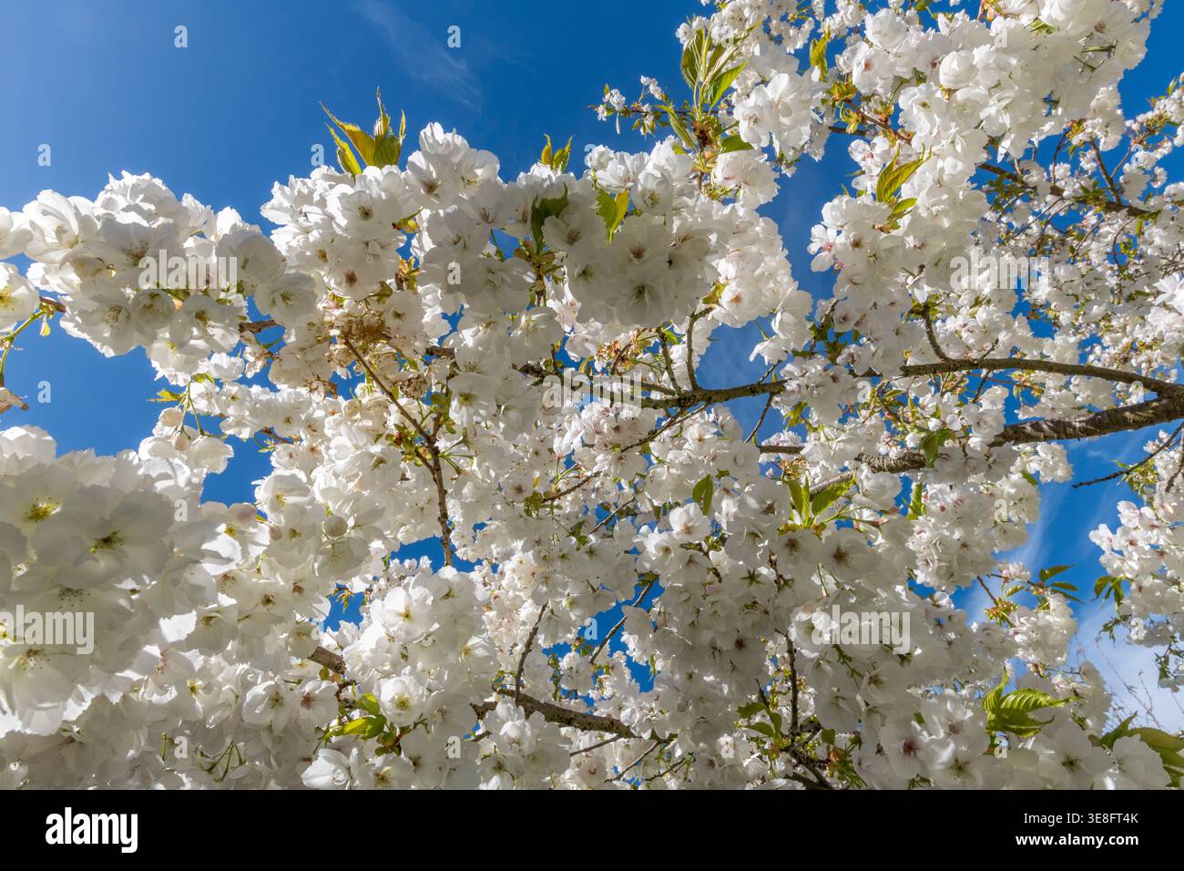 Primavera in un giardino all'inglese - un grande ciliegio bianco (prunus 'Tai-Haku') in piena fioritura, sotto un cielo blu (Regno Unito) Foto Stock