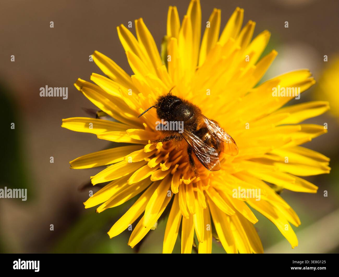 Vespa di calabrone ricoperta di polline su fiore di dente di leone giallo Foto Stock