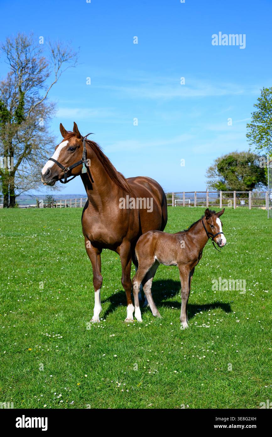 Cavallo e puledro Foto Stock