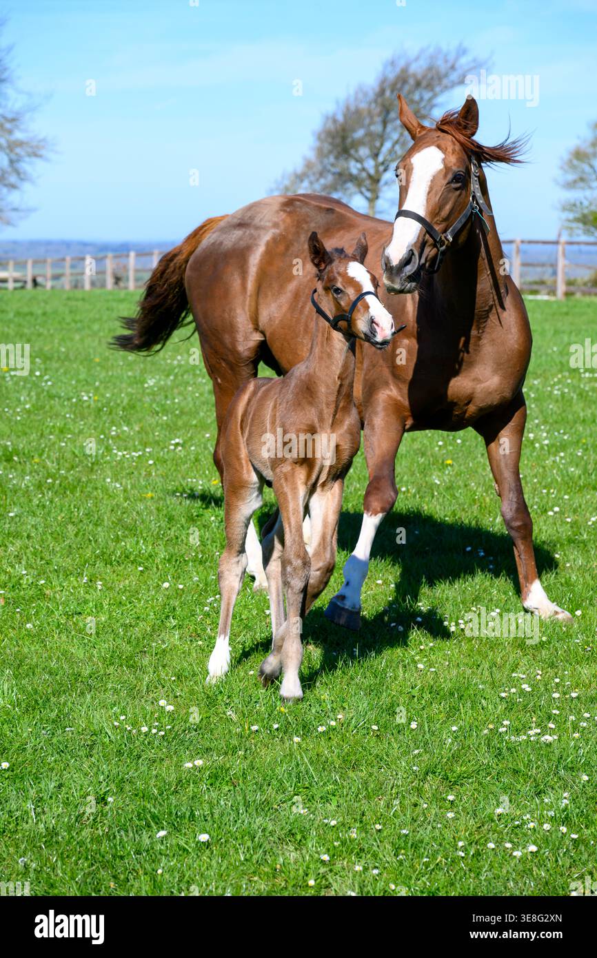 Cavallo e puledro Foto Stock