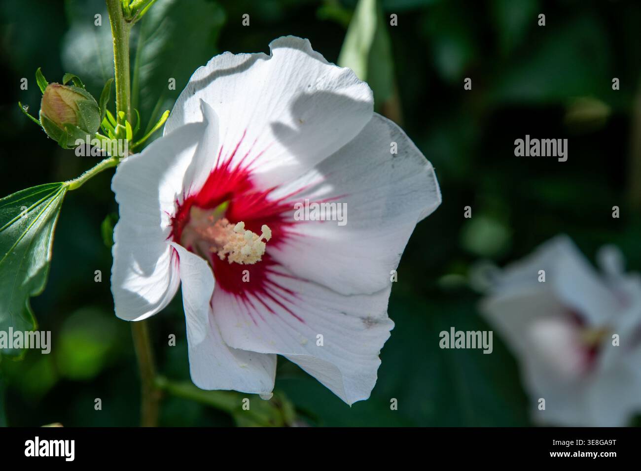Bocciolo di fiori bianco di Hibiscus syriacus cespuglio di cuore rosso nel giardino. Foto Stock