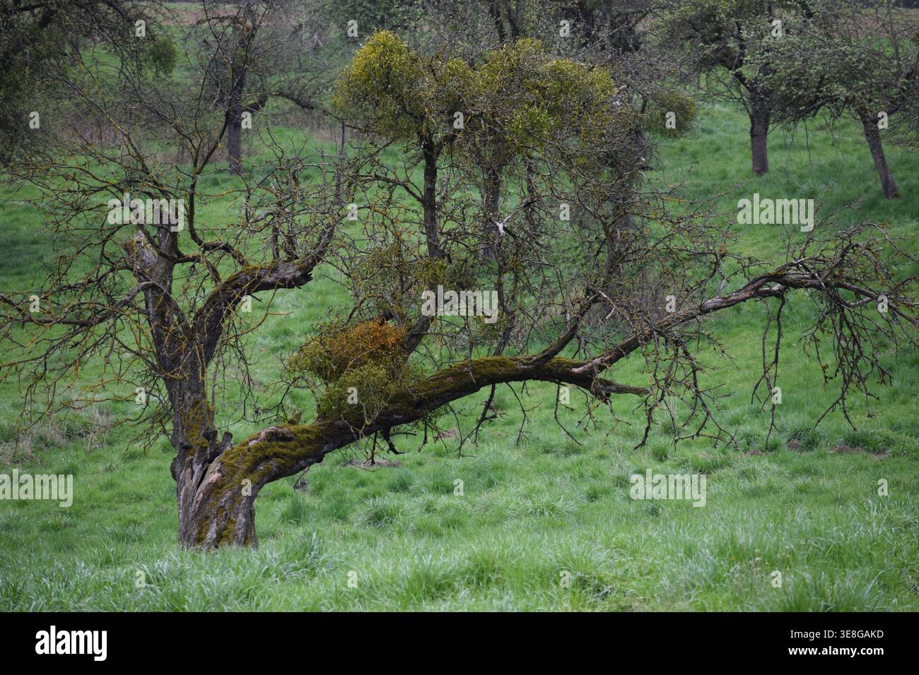 Albero Methuselah con una forma probabilmente unica Foto Stock