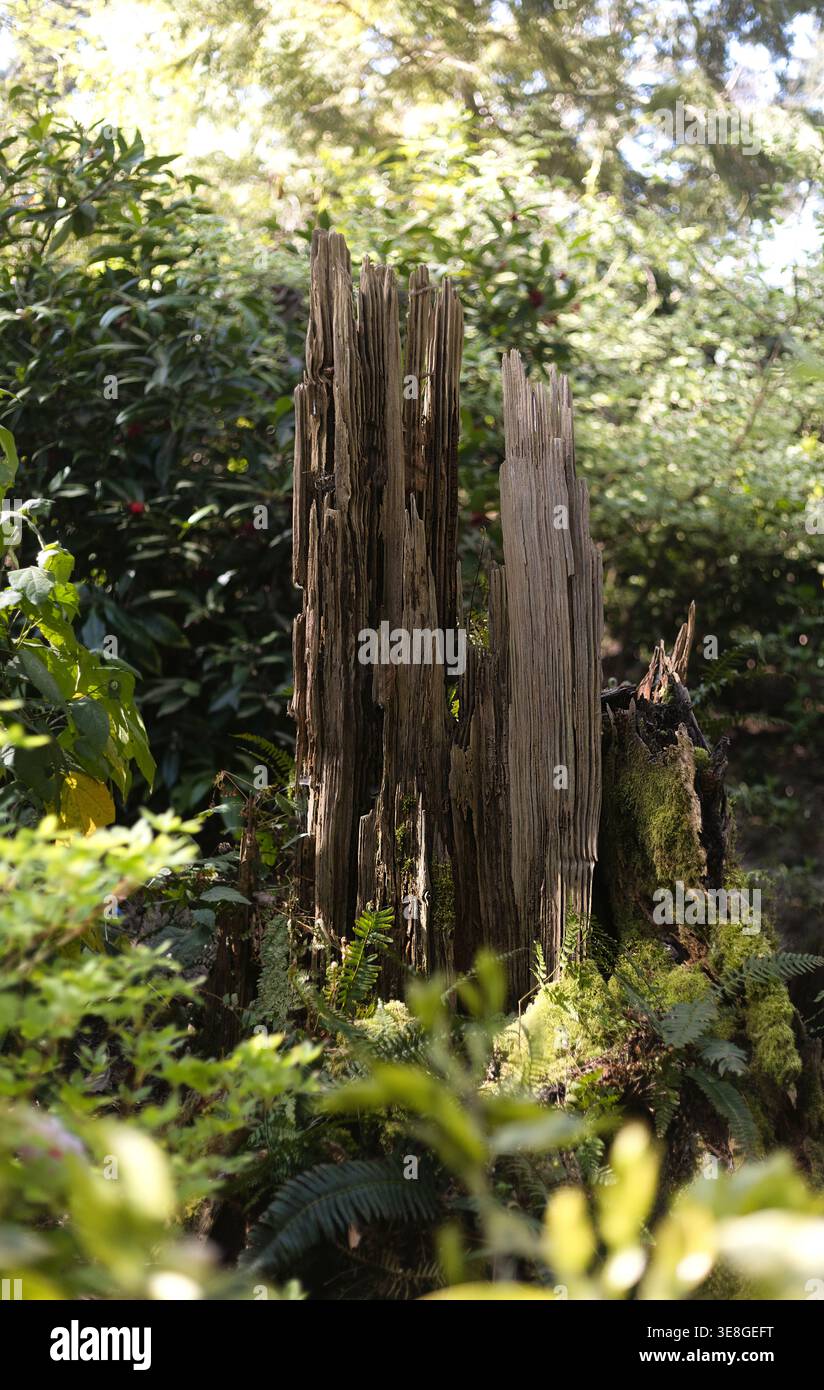 Primo piano di un albero che serpeggia in una splendida foresta circondata da muschio e felci. Foto Stock