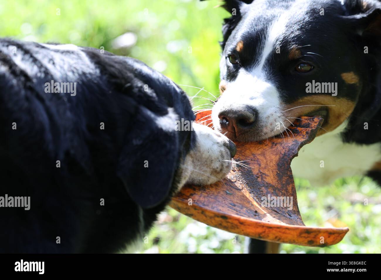 Immagine ad alta risoluzione di due cani Appenzeller Sennenhund che giocano a tiro di guerra con un pezzo di legno all'aperto, mostrando un comportamento attivo e giocoso. Foto Stock
