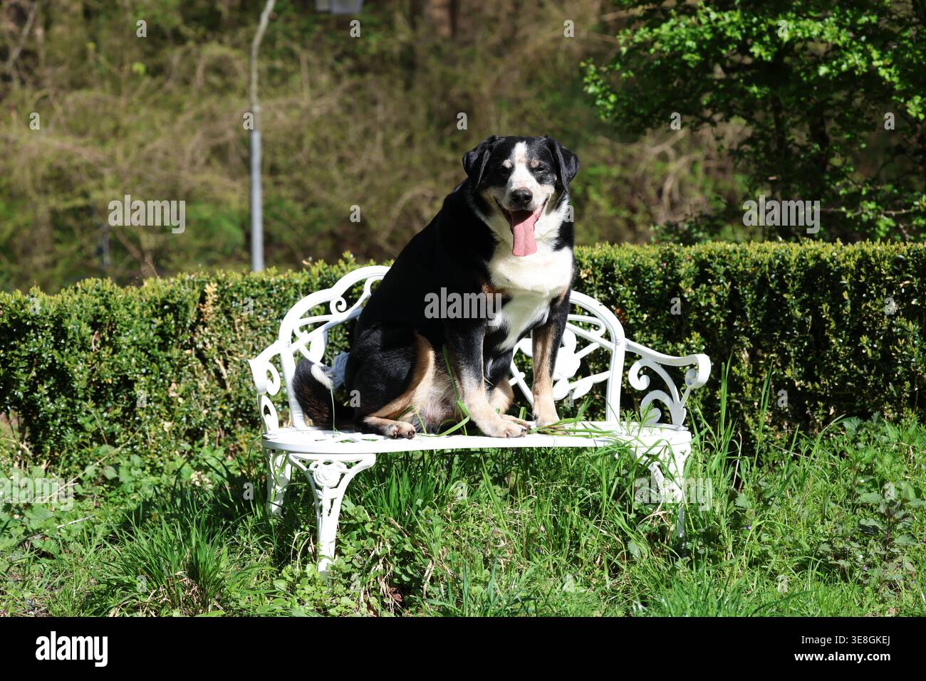 Immagine ad alta risoluzione del cane Appenzeller Sennenhund seduto sulla panchina bianca del giardino all'aperto, che mostra un comportamento calmo e attento alla luce naturale del giorno. Foto Stock