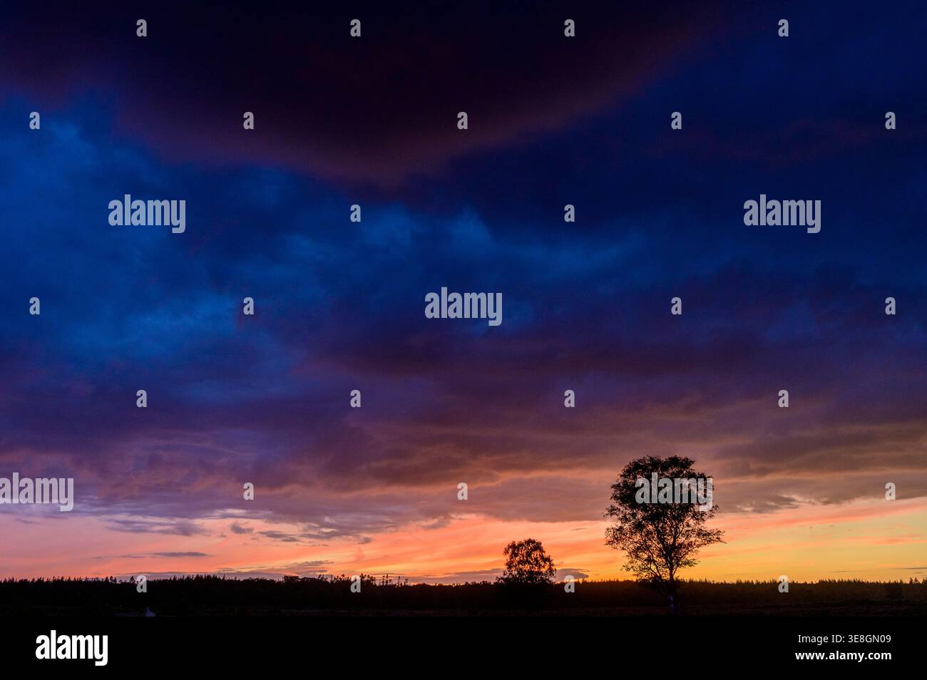 Cielo nuvoloso dopo il tramonto con un albero di betulla all'orizzonte Foto Stock