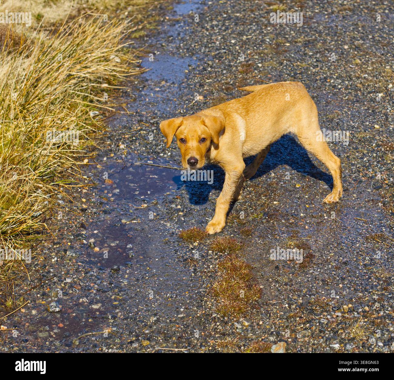 Cucciolo Fox Red Labrador Foto Stock