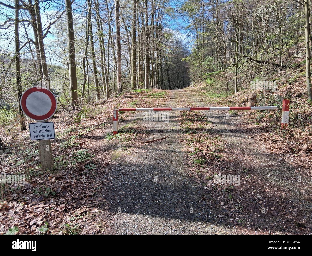 Percorso per il traffico forestale Foto Stock