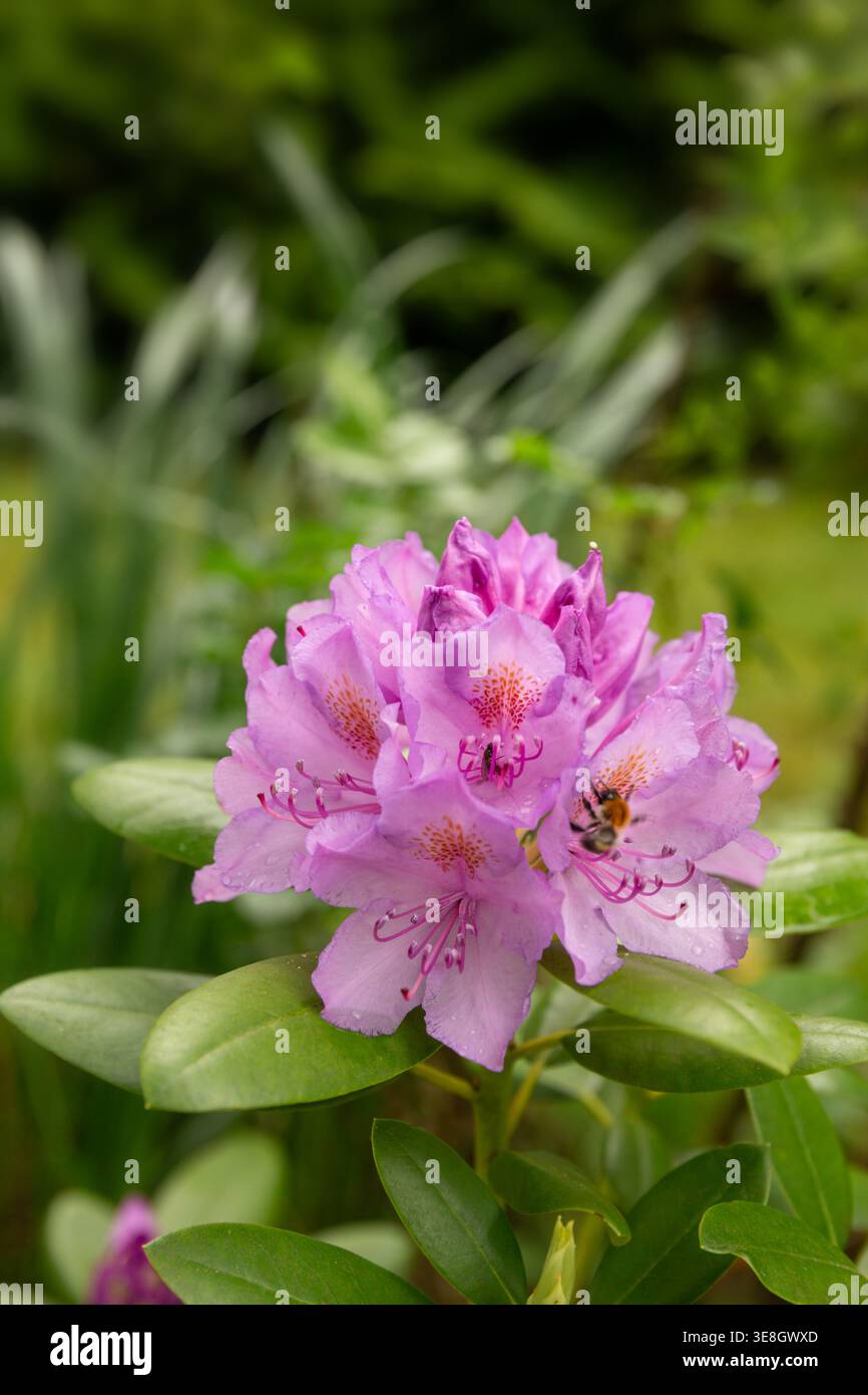 Il fiore del rododendro impollinante delle api in giardino, ravvicinare la scena naturale con la fioritura rosa, la fioritura primaverile, l'attività degli insetti, il concetto di ecologia, all'aperto Foto Stock
