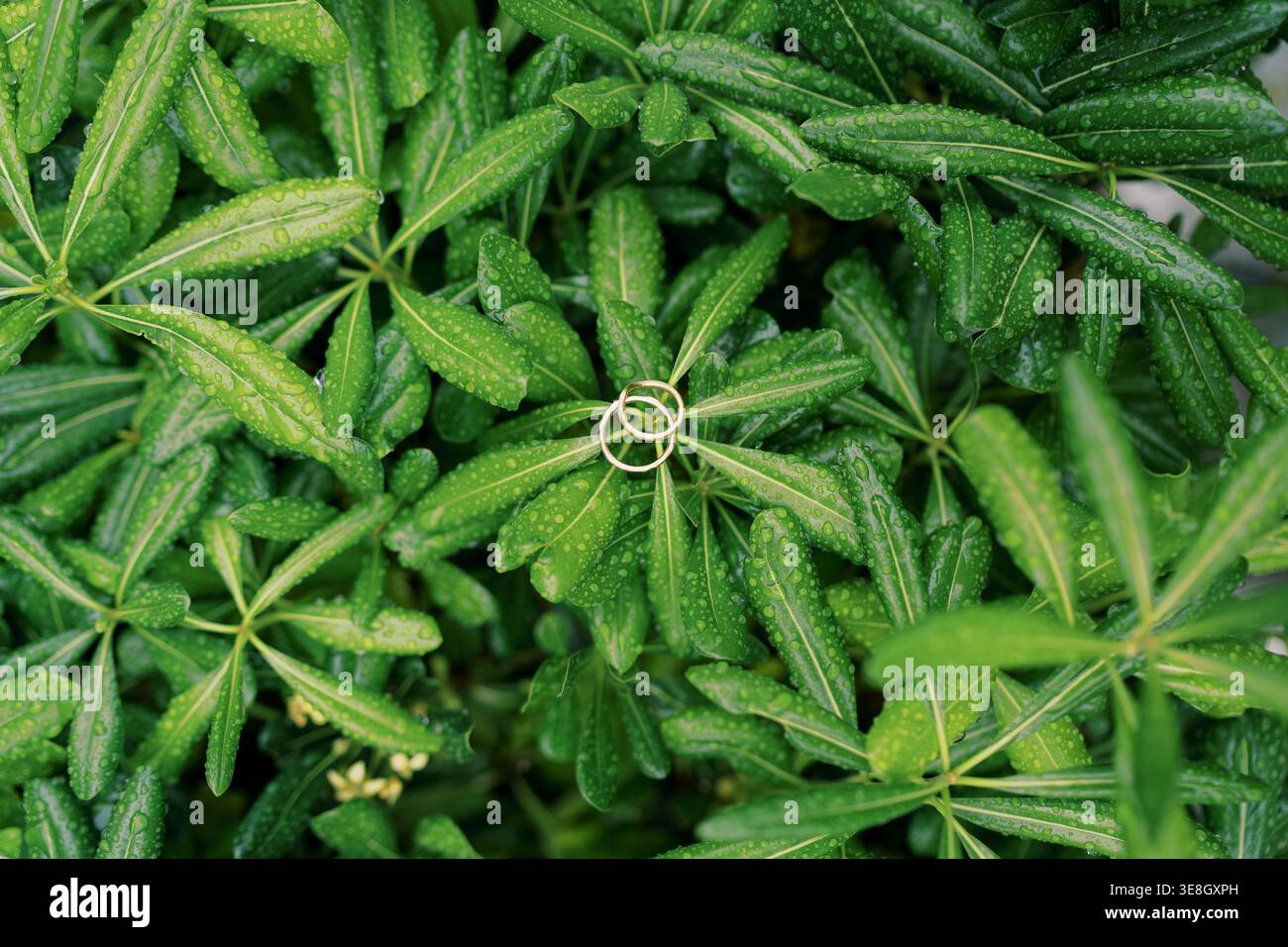 Colpo ravvicinato di foglie verdeggianti di piante. Cattura l'intricata bellezza della crescita delle piante a foglia con la rugiada Foto Stock