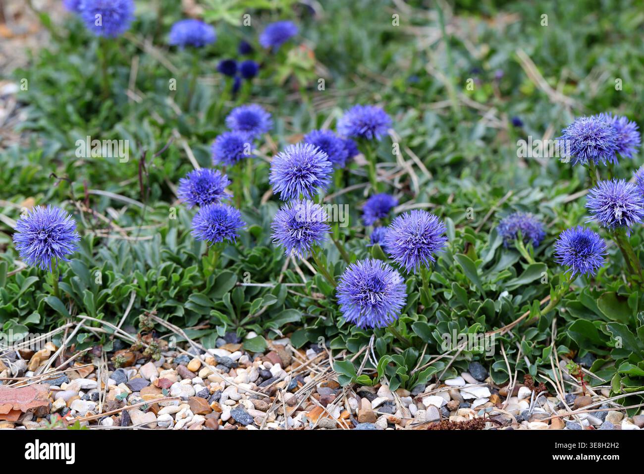 Blue Globe Daisy, Hair-Flowered Globe Daisy o Globe Daisy, Globularia trichosantha, Plantaginaceae. Dalla Bulgaria a NW. Iran. Foto Stock