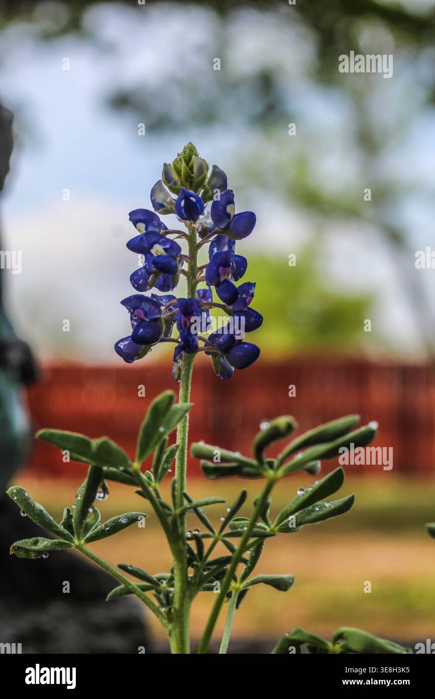 Bluebonnets Foto Stock