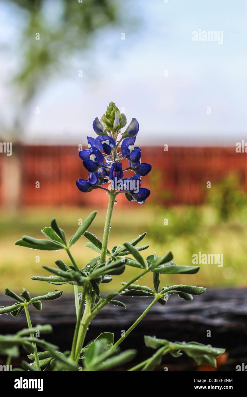 Bluebonnets Foto Stock