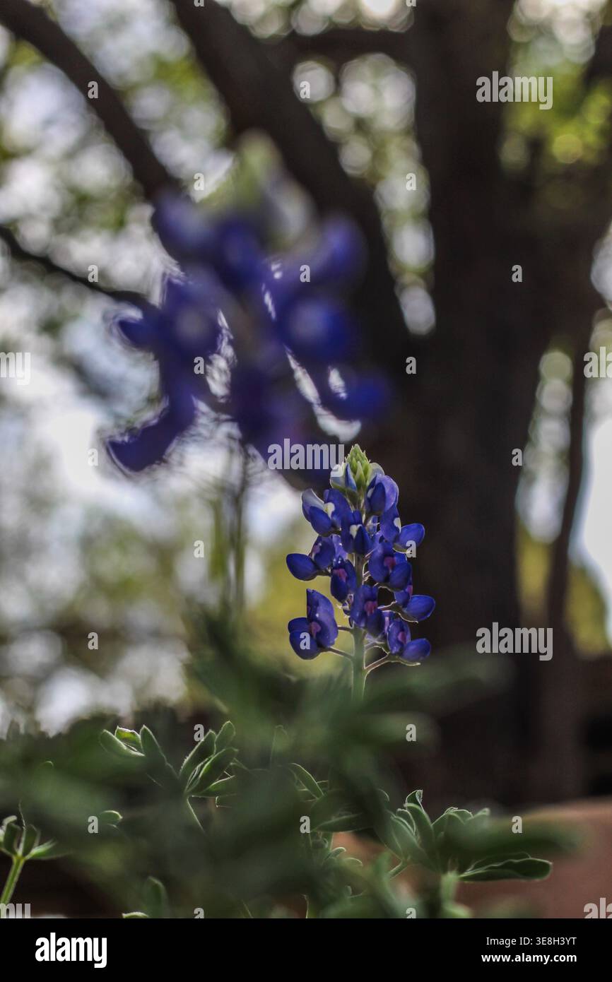 Bluebonnets Foto Stock