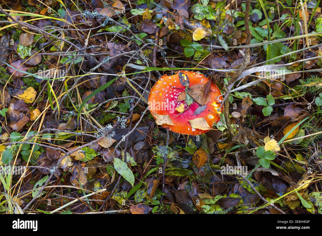 Fungo agarico della mosca rossa brillante che cresce nel fondo forestale autunnale in Estonia. Paesaggio boschivo naturale con foglie colorate e muschio. Foto Stock