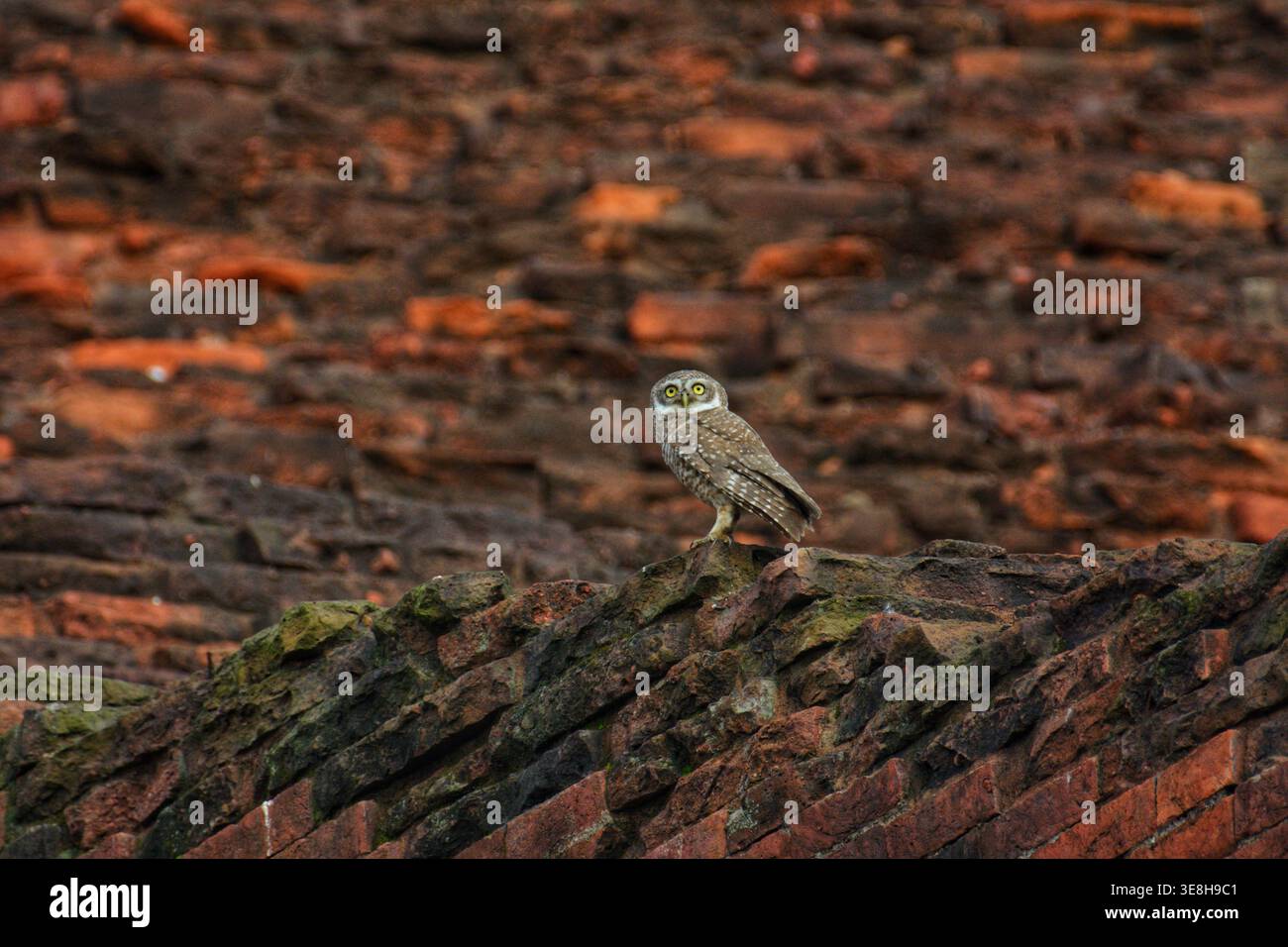 Vista di un gufo maculato arroccato in cima a un'antica struttura in mattoni intemprati, il suo sguardo forte sullo sfondo di un muro testurizzato, Rajshahi, Banglade Foto Stock