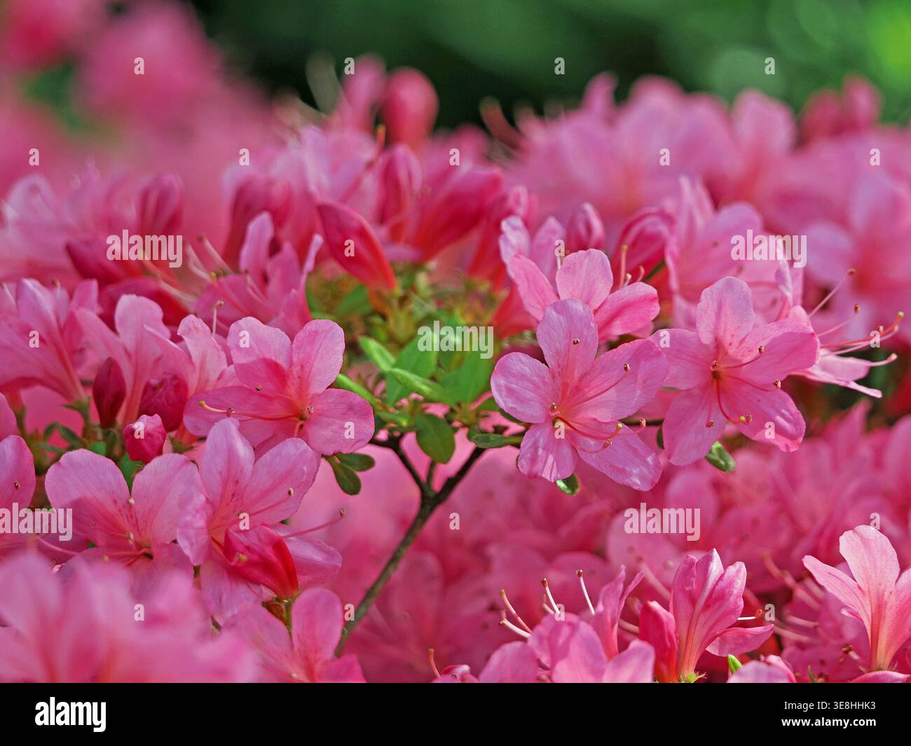 Le foglie verdi sbirciano attraverso esotici fiori rosa e rossi della pianta di Azalea con stami rossi in un giardino in Cumbria, Inghilterra, Regno Unito Foto Stock