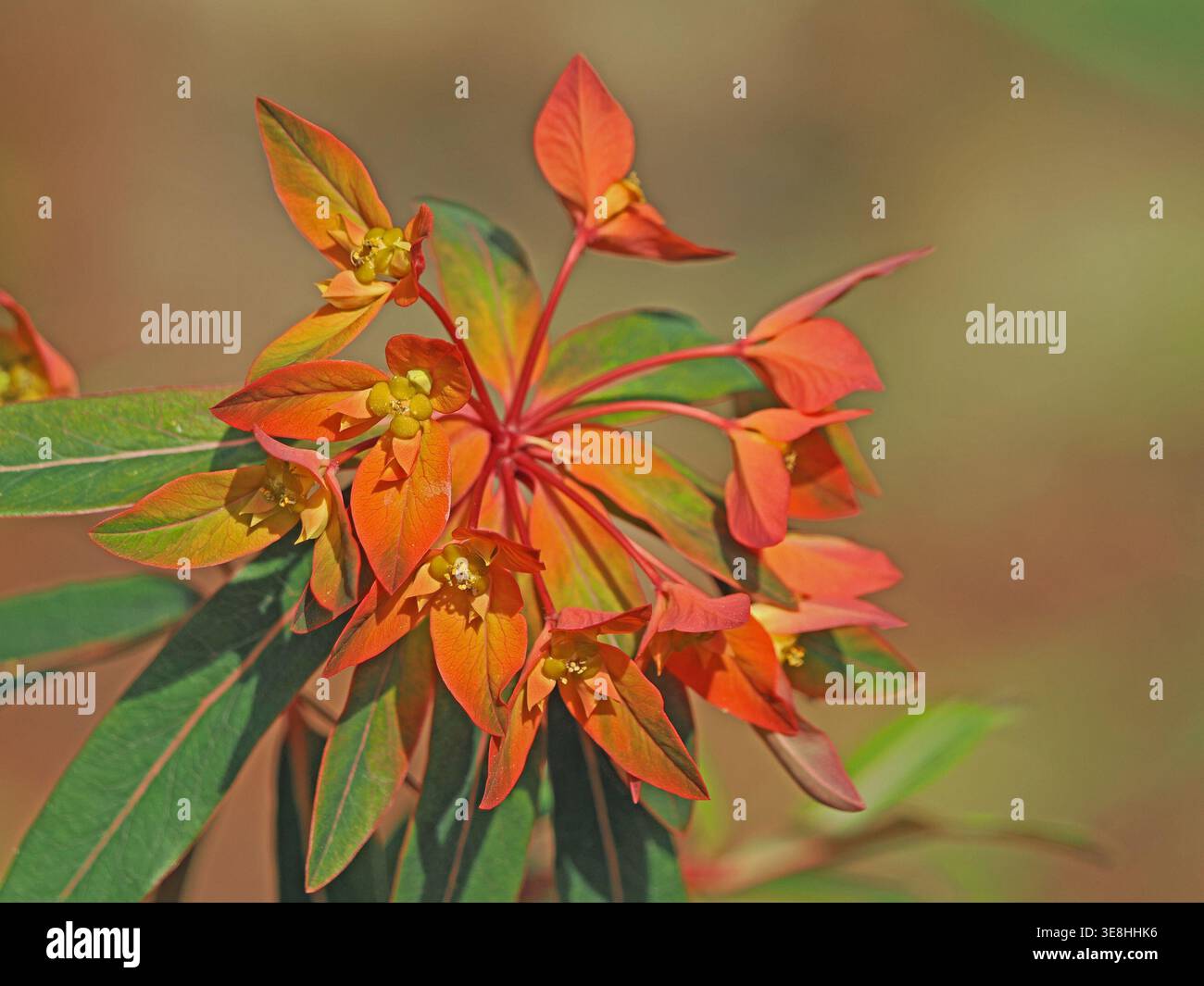Esotici fiori arancioni gialli e rossi di Fireglow Spurge (Euphorbia griffithii) in un giardino in Cumbria, Inghilterra, Regno Unito Foto Stock