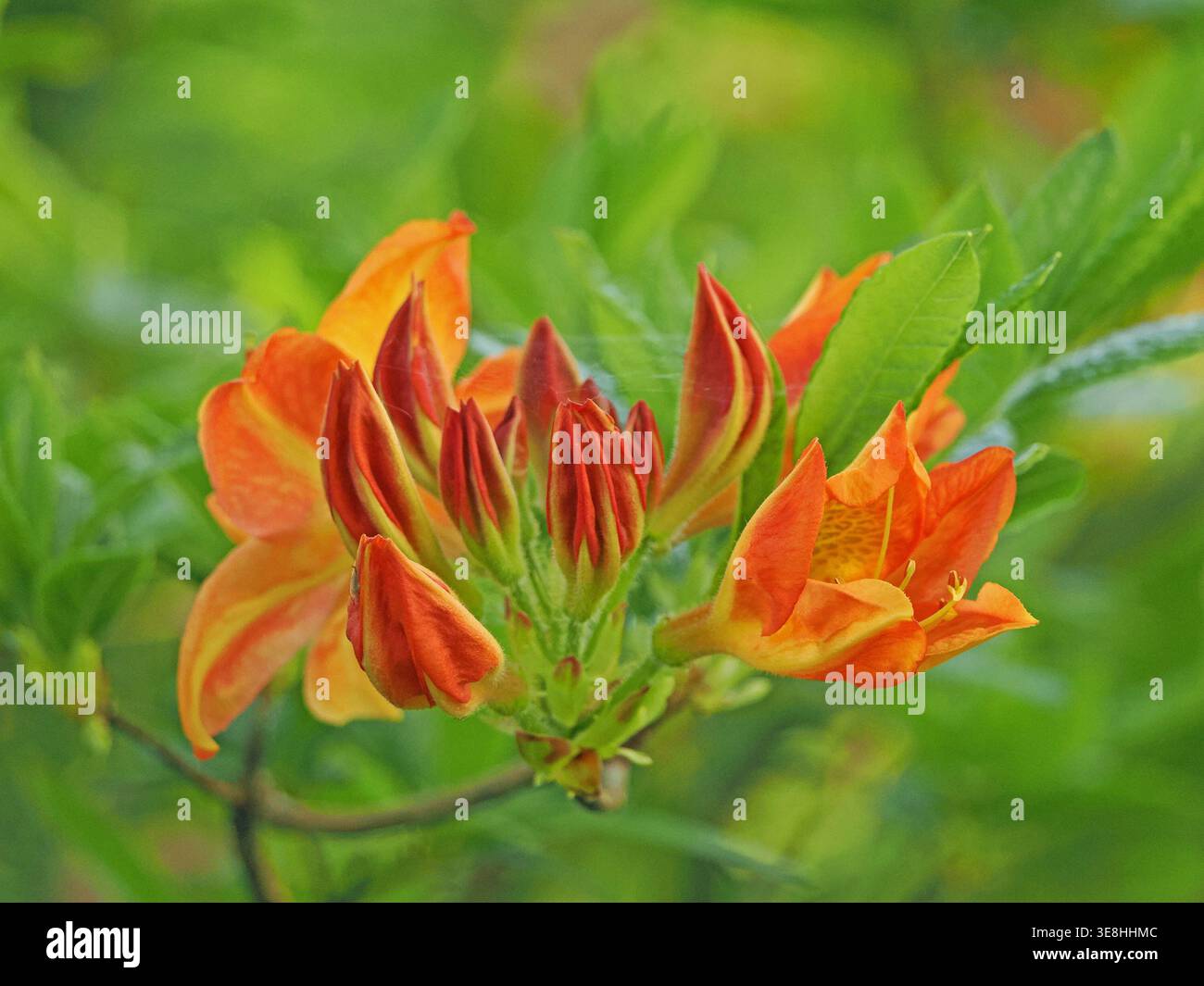 Suggestivi fiori arancioni gialli e rossi di Flame Azalea (Rhodedendron calendulaceum) in giardino in Cumbria Inghilterra Regno Unito Foto Stock