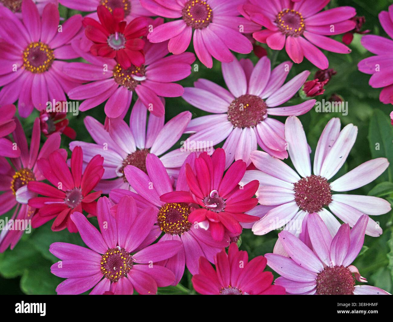 Fiori esotici rosa rossi e bianchi dei fioristi Cineraria (Cineraria senettii) in un giardino in Cumbria, Inghilterra, Regno Unito Foto Stock