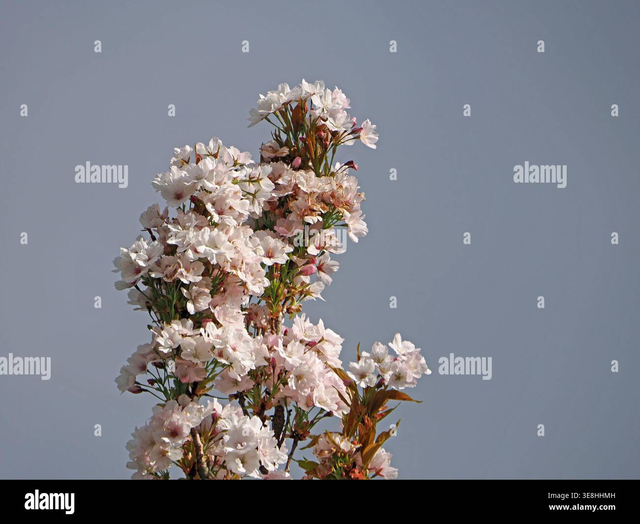 Prolifico fiore di ciliegio bianco con foglie verdi rosa tingite sull'apice verticale del ciliegio in un sole brillante contro il cielo grigio Foto Stock