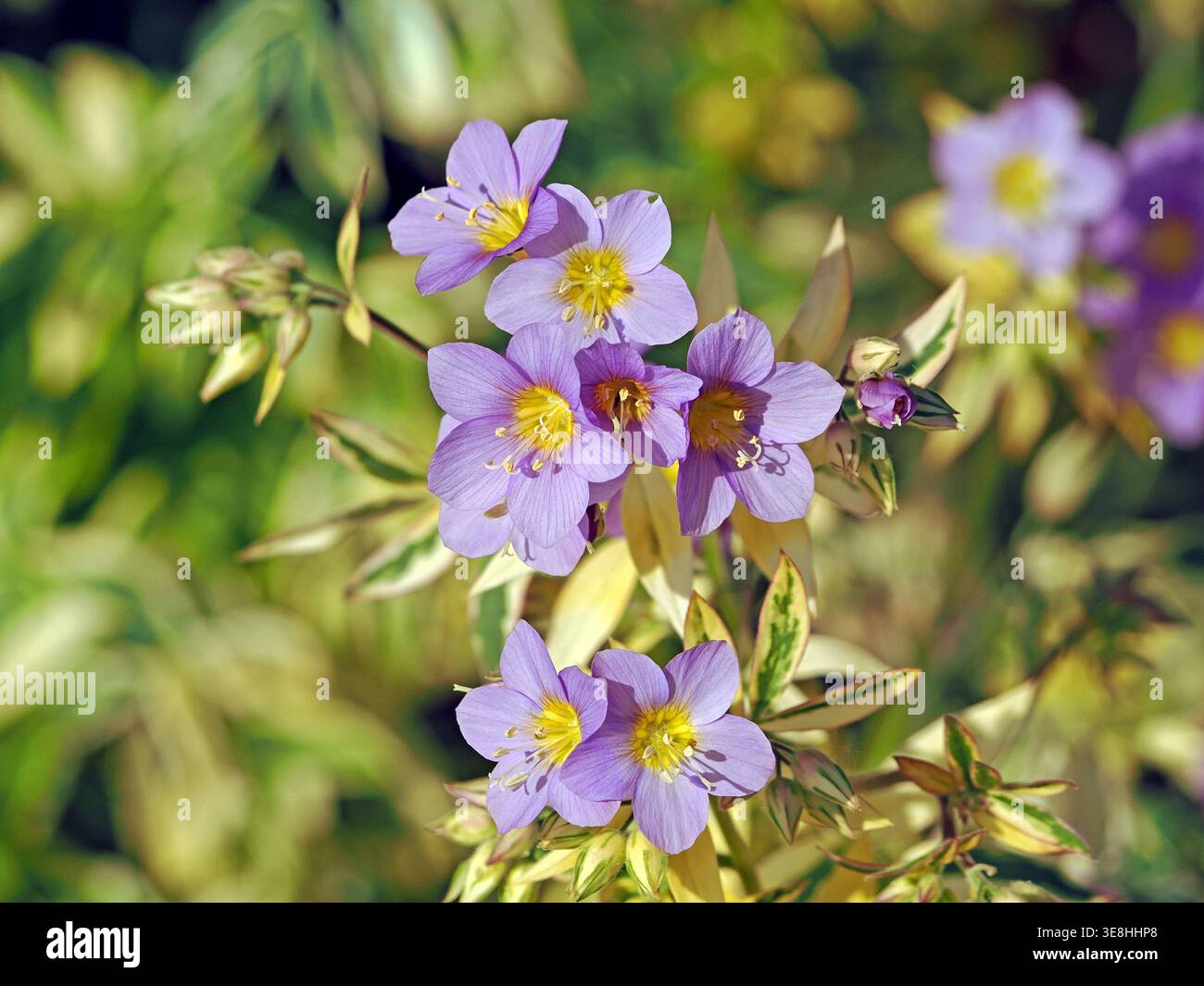Graziosi fiori di arbusto azzurro e giallo illuminato dal sole con fogliame variegato in un giardino in Cumbria, Inghilterra, Regno Unito Foto Stock