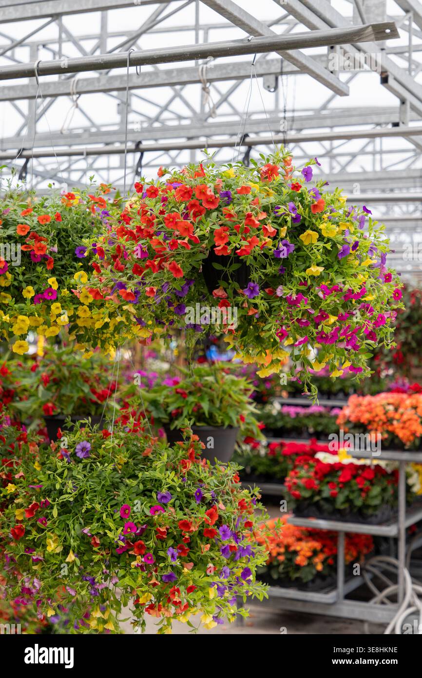 Calibrachoa milioni di campane appese cesti nel centro del giardino. Fiori colorati al Parkdale Public Market di Ottawa, Canada Foto Stock