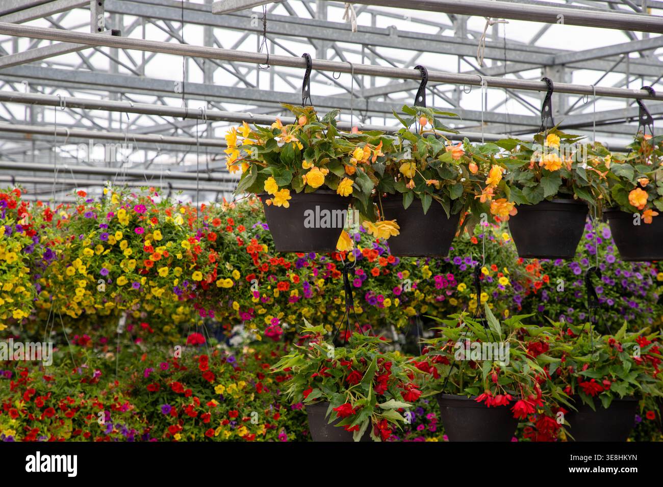 Cesti sospesi in begonia gialla e rossa in vendita nel centro giardino. Fiori colorati al Parkdale Public Market di Ottawa, Canada Foto Stock