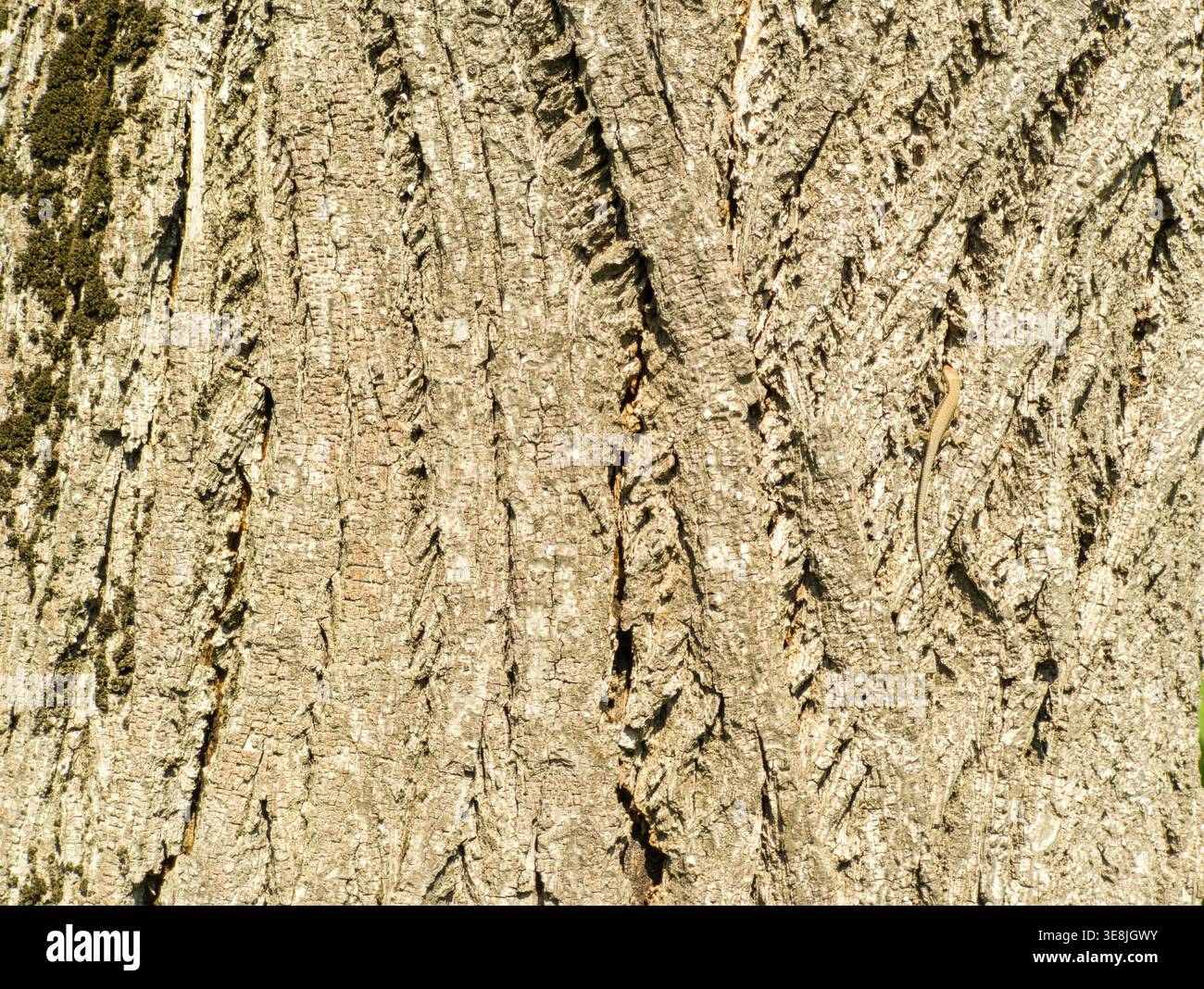 Piccola lucertola da parete (Podarcis muralis) perfettamente mimetizzata sulla corteccia ruvida di un tronco di albero alla luce del sole. Foto Stock
