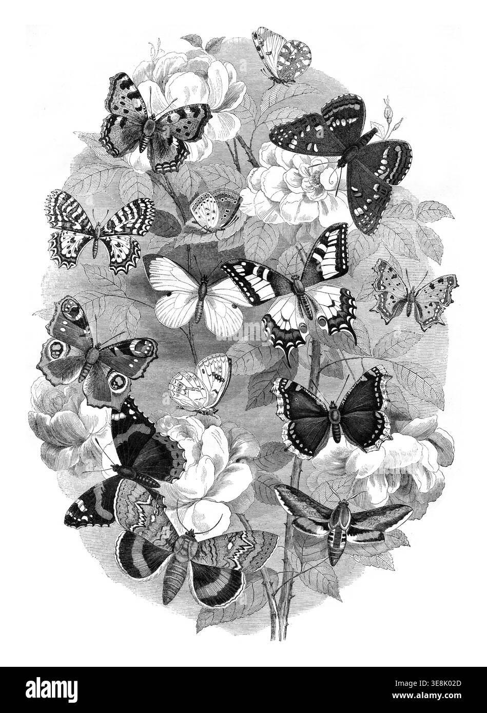 Scelta di farfalle, illustrazione vintage incisa. Magasin Pittoresque 1846 Foto Stock
