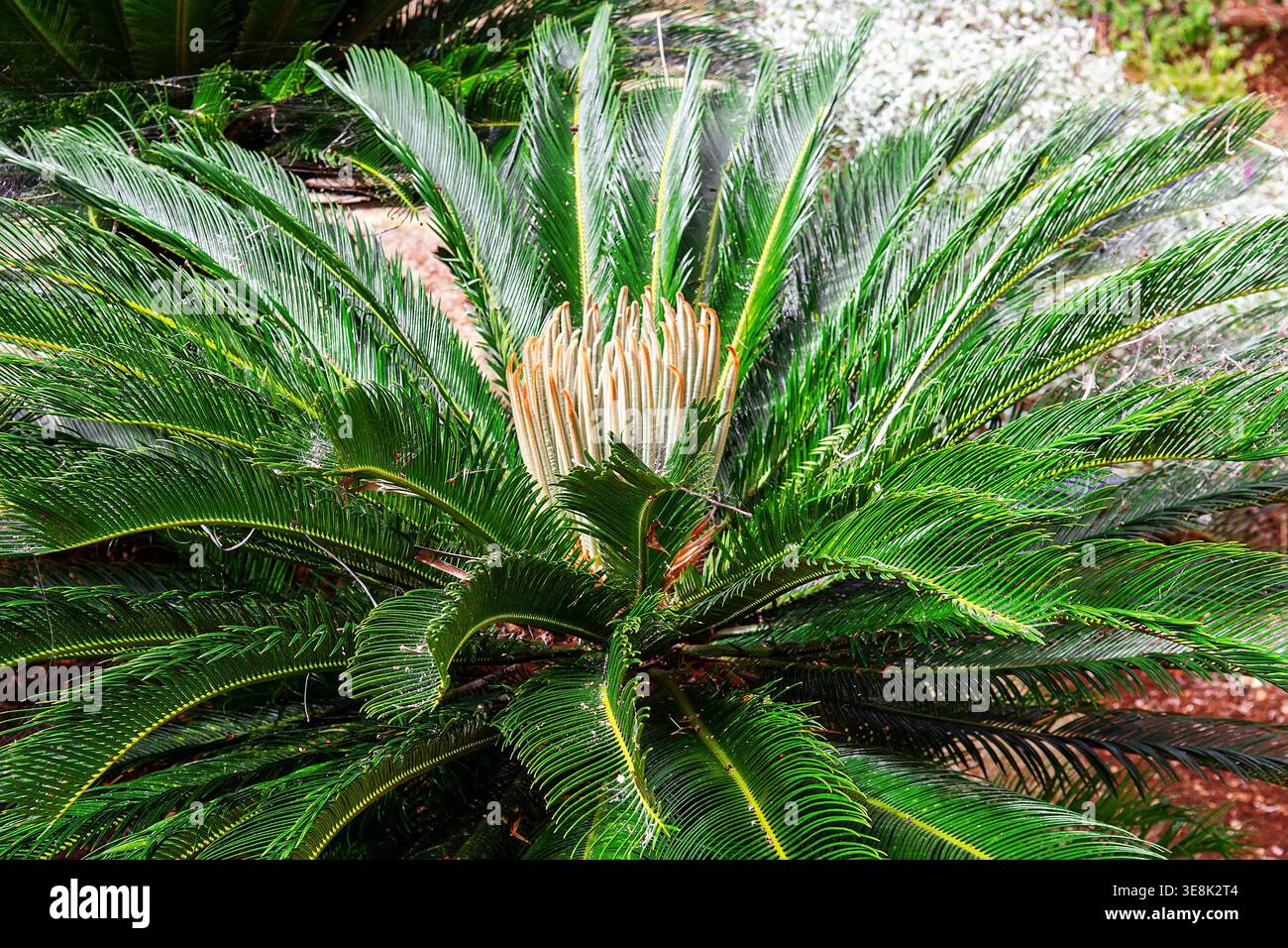 Cycas revoluta Sago Palm Rosette Closeup Foto Stock