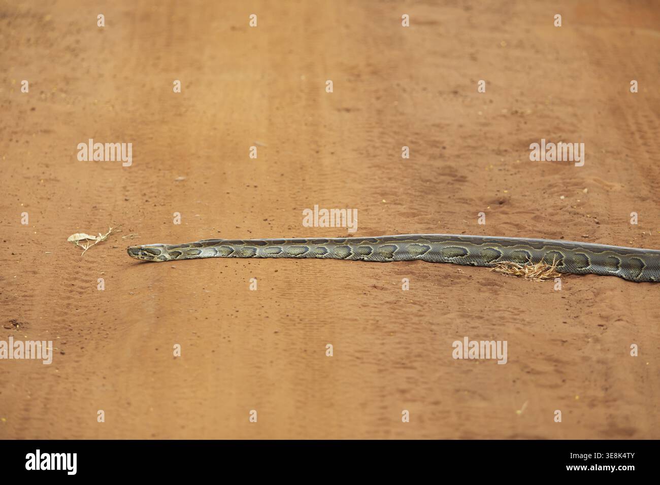 Pitone di roccia africana (Python sebae) su una pista di sabbia rossa, Parco Nazionale di Akagera o Parco Nazionale di Kagera, Provincia Orientale, Ruanda Foto Stock