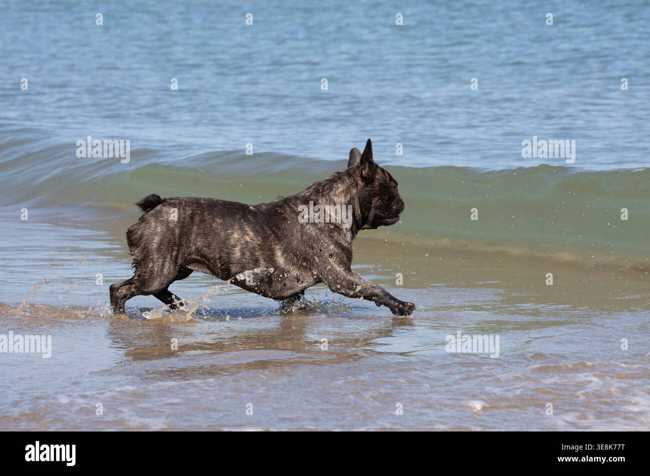 bouledogue francese sulla spiaggia, a piedi in mare Foto Stock