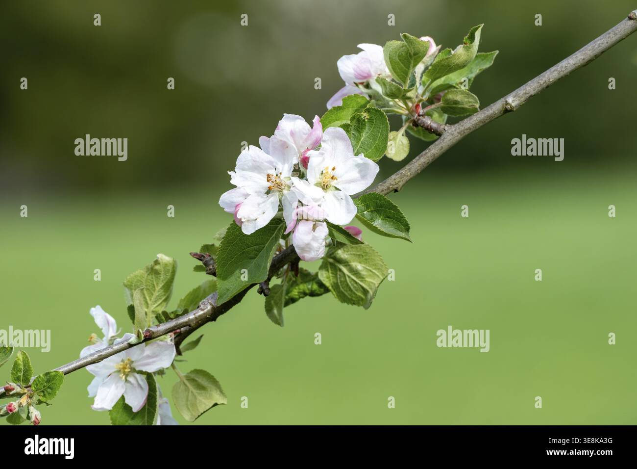 Borken, NRW, Germania, ramo di mele che mostra vivaci fiori di rosa bianco e foglie verdi su un morbido sfondo verde Foto Stock