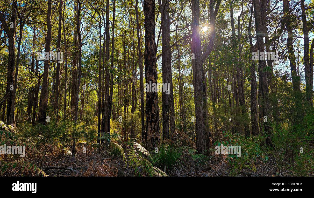 Una tranquilla scena boschiva con alti tronchi dritti di eucalipto che si innalzano attraverso un rigoglioso sottobosco. La luce solare soffusa filtra attraverso la tettoia verde, casti Foto Stock
