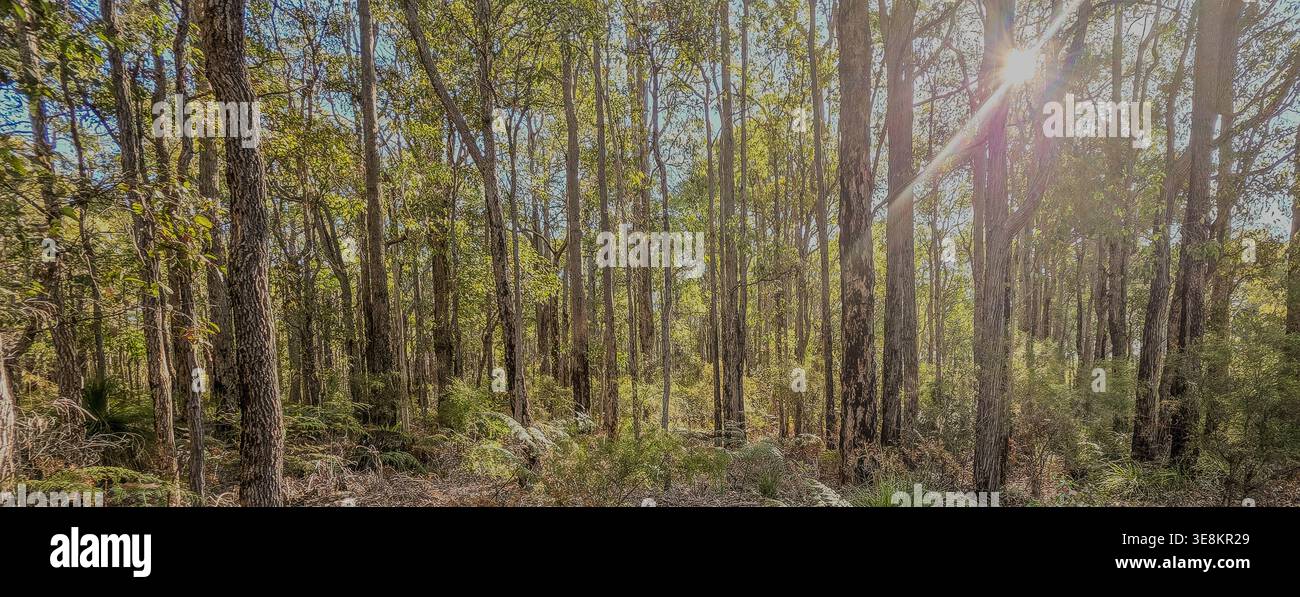 Un'ampia e soleggiata vista di un fitto bosco di eucalipti con alti e sottili tronchi e corteccia a chiocciola. I raggi morbidi si diffondono attraverso il frondoso baldacchino, creando dappl Foto Stock