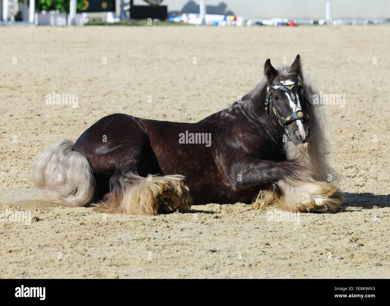 Cavallo Tinker sdraiato e riposato Foto Stock