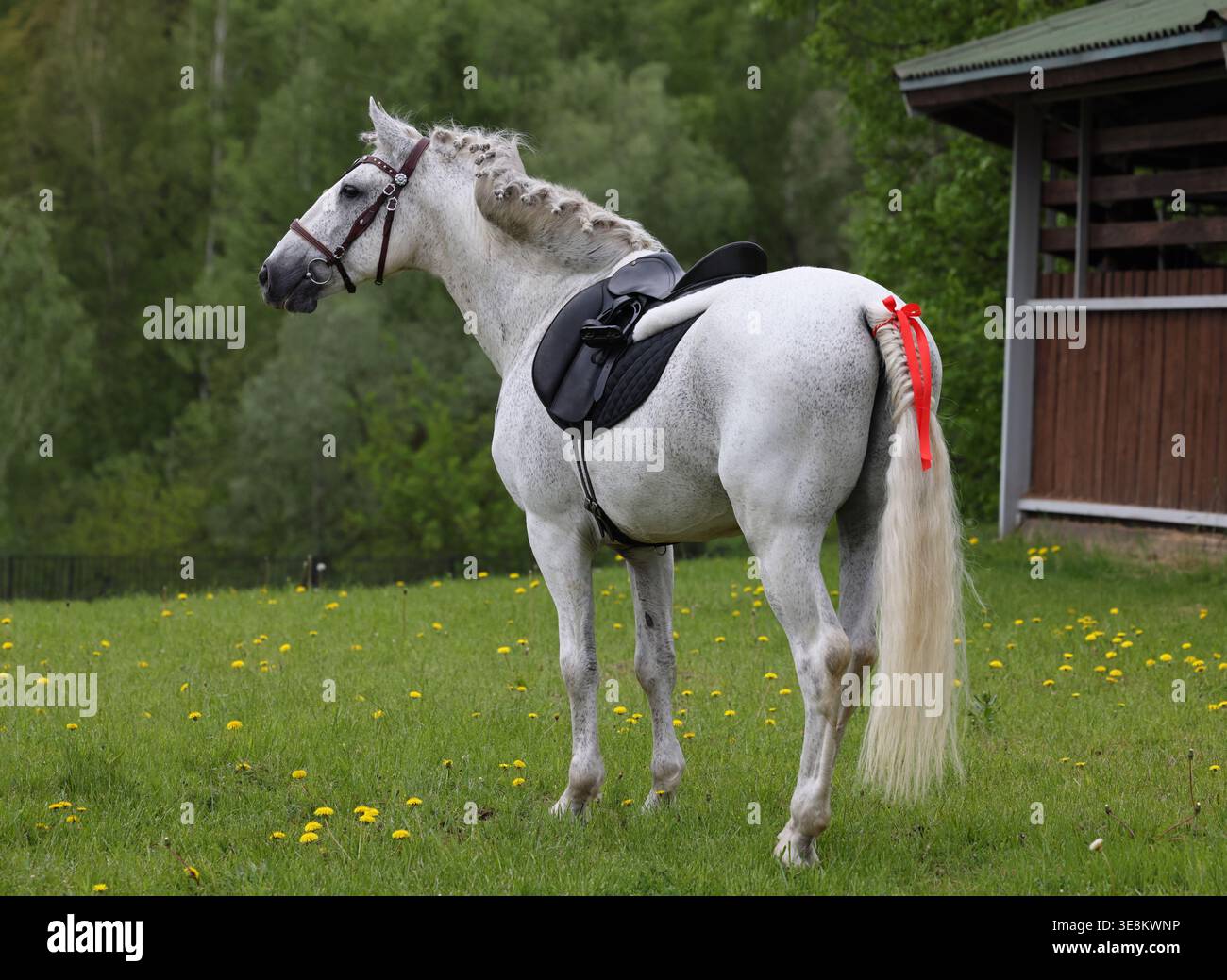 Cavallo da sella grigio andaluso sullo sfondo di alberi verdi Foto Stock