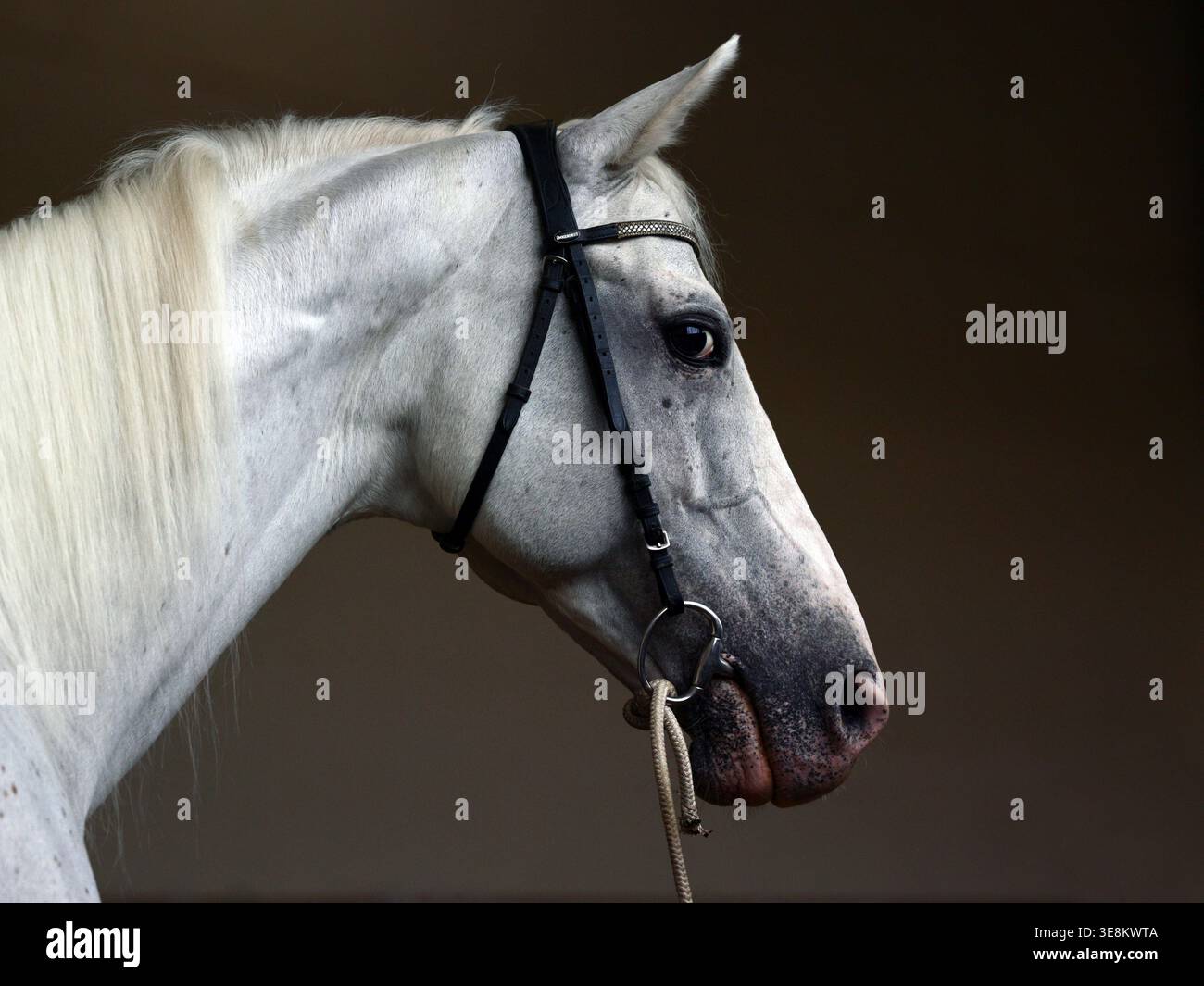 Ritratto andaluso a cavallo su sfondo scuro stabile Foto Stock